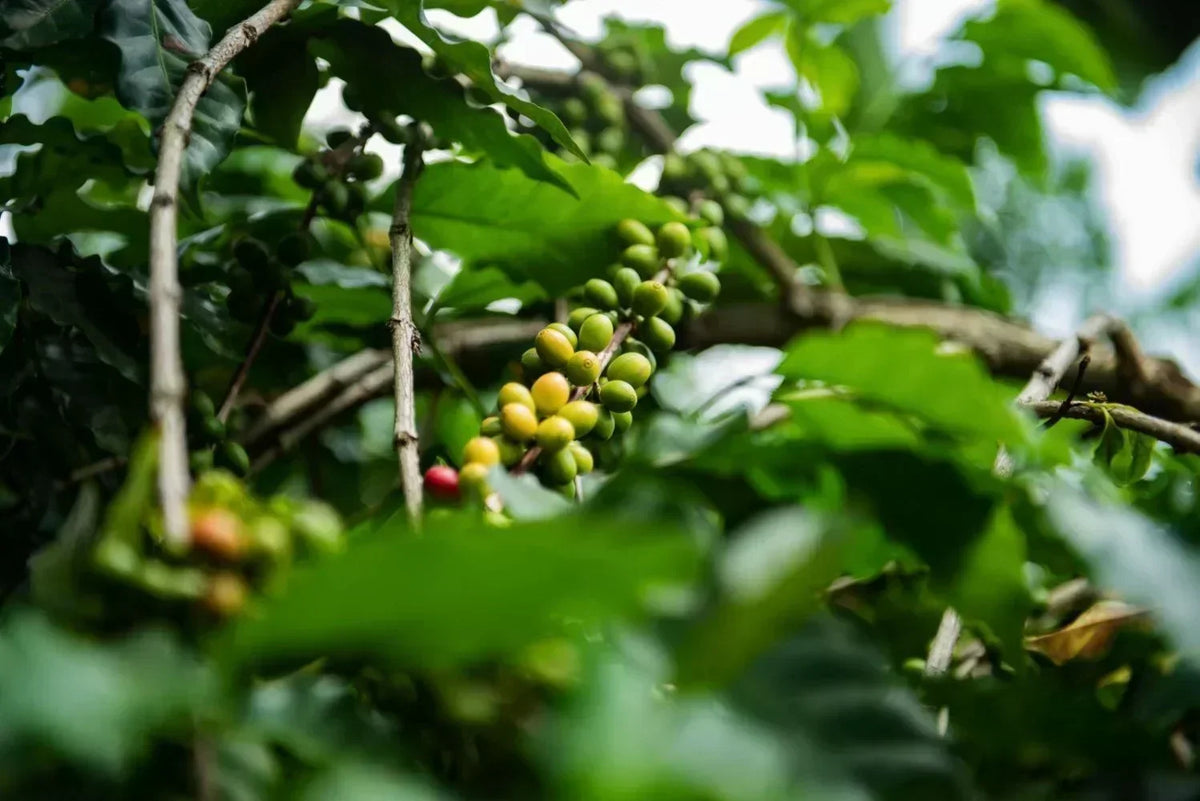 Rwanda – Imma Coffee