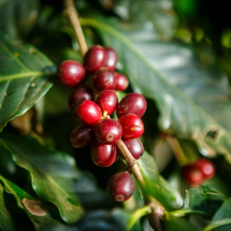 Brasilien Dolce Cerrado