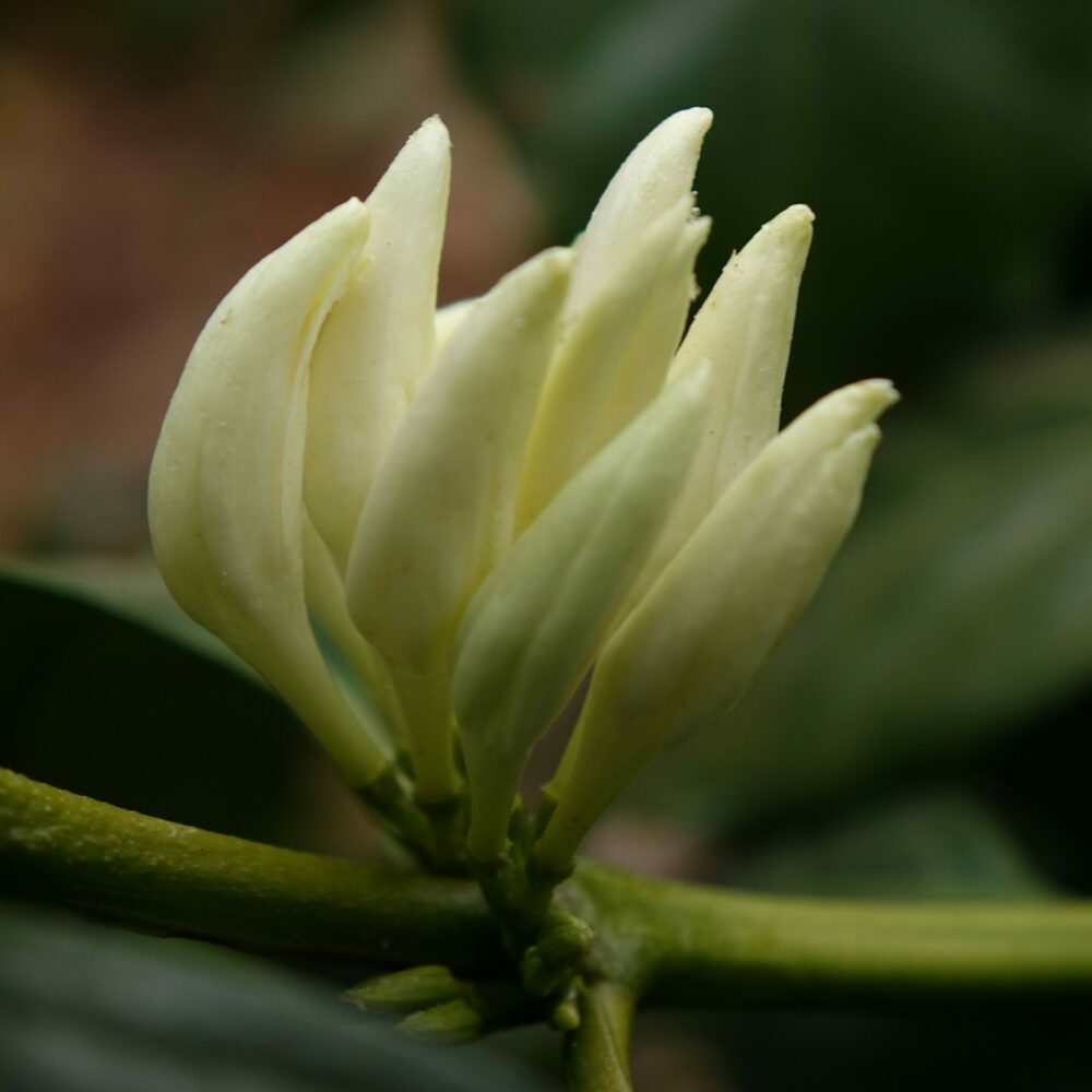 Guatemala Lampocoy