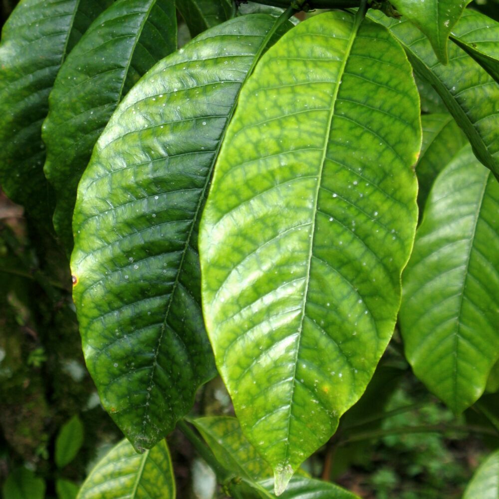 Brasilien Robusta