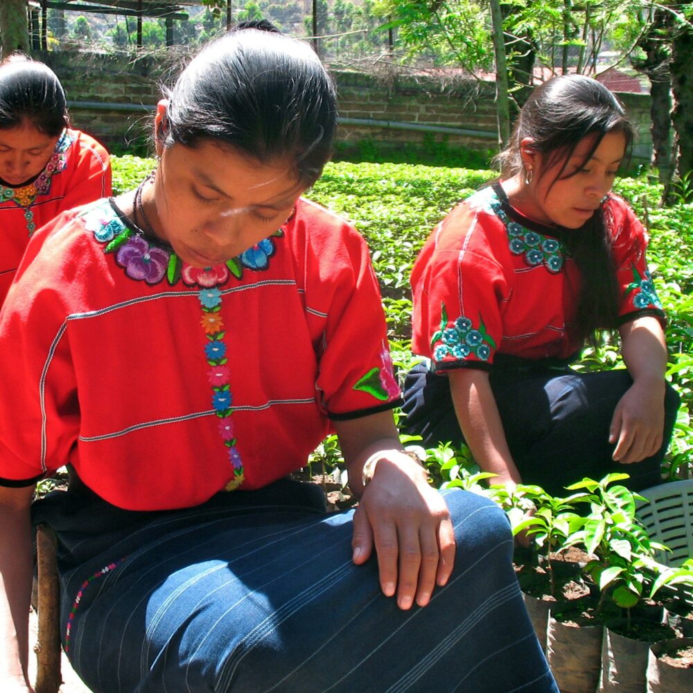 Guatemala Lampocoy
