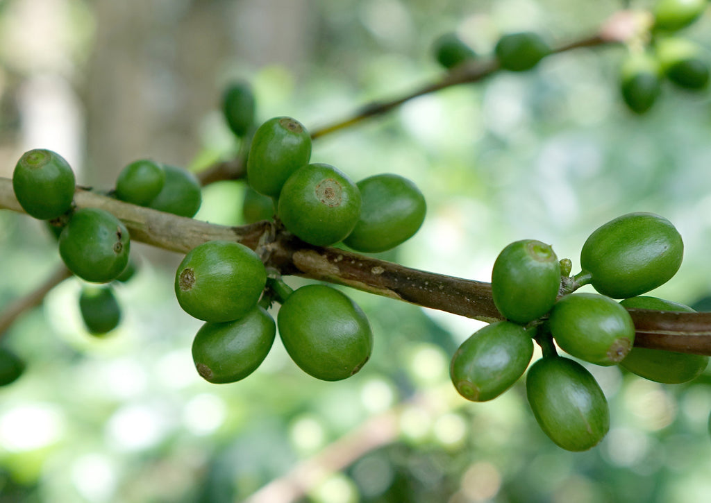 Äthiopien Aricha